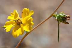 Calycadenia truncata