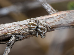 Pseudomogrus vittatus