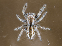 Pseudomogrus vittatus