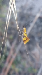 Epicallima icterinella