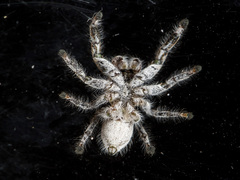 Pseudomogrus vittatus