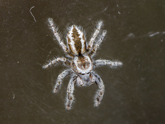 Pseudomogrus vittatus