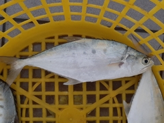 Scomberoides commersonnianus
