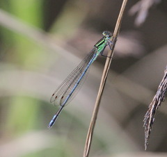 Pseudagrion guichardi