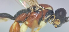 Lissonota versicolor