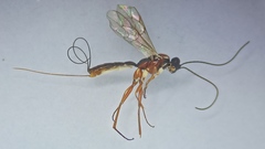 Lissonota versicolor