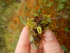 Pinguicula villosa
