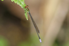 Pseudagrion hageni