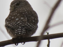 Glaucidium peruanum