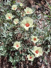 Cienfuegosia digitata