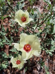 Cienfuegosia digitata