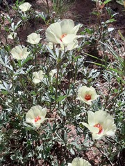 Cienfuegosia digitata