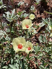 Cienfuegosia digitata