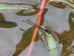 Pseudagrion hamoni