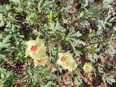 Cienfuegosia digitata