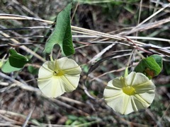 Cienfuegosia digitata