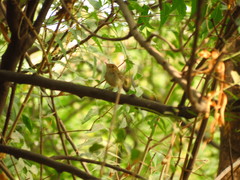 Euscarthmus fulviceps