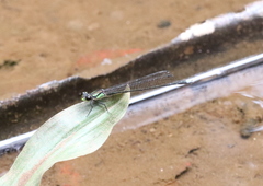 Pseudagrion hamulus