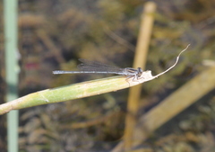 Pseudagrion hypermelas