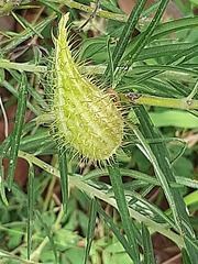 Gomphocarpus tomentosus tomentosus