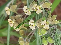Gomphocarpus tomentosus tomentosus