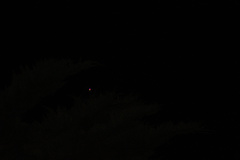 Ninox novaeseelandiae