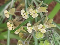 Gomphocarpus tomentosus tomentosus