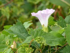 Calystegia sepium