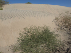 Psorothamnus emoryi arenarius