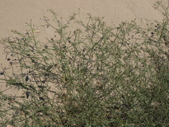Psorothamnus emoryi arenarius