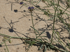 Psorothamnus emoryi arenarius