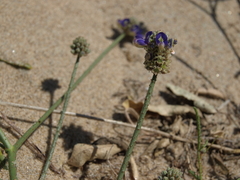Psorothamnus emoryi arenarius