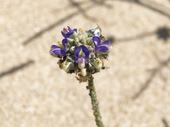 Psorothamnus emoryi arenarius