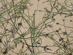 Psorothamnus emoryi arenarius