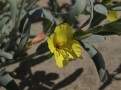 Eulobus crassifolius