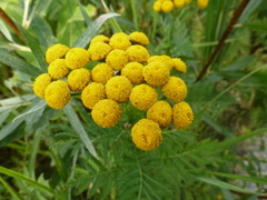 Tanacetum vulgare