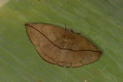 Oxydia apidania