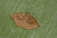 Oxydia apidania