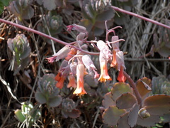 Kalanchoe fedtschenkoi