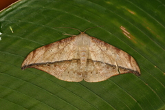 Oxydia augusta