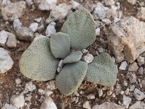 Mimic Wartfig (Aloinopsis rosulata)
