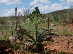 Albuca prasina