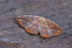 Oxydia geminata