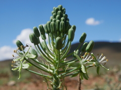 Albuca prasina