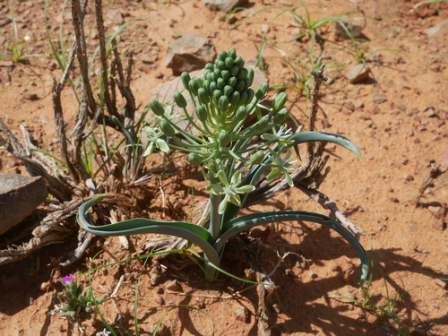 Albuca prasina