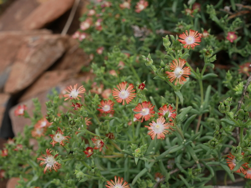 Delosperma multiflorum (Delosperma multiflorum)