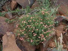 Delosperma multiflorum