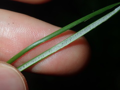 Juncus usitatus