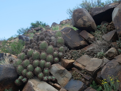 Euphorbia stellispina