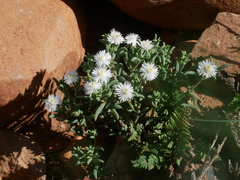 Trichodiadema setuliferum